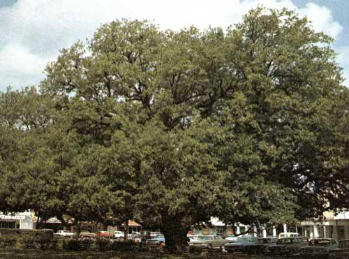 Cart War Oak-1969